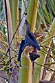 Pteropus samoensis2-2-2