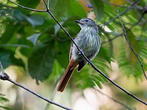 Ramphotrigon ruficauda - Rufous-tailed Flatbill; Xapuri, Acre, Brazil.jpg