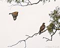 Red-shouldered Hawk harasses Red-tailed Hawk (50854764961)