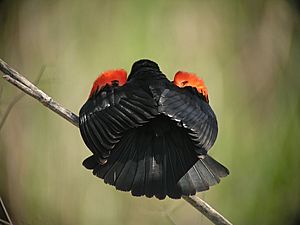 Red-winged Blackbird (gubernator ssp)