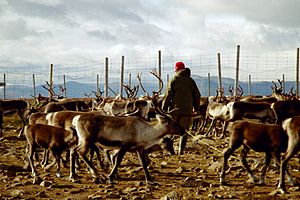 Reindeer herding