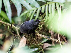 Scytalopus parvirostris - Trilling Tapaculo.jpg