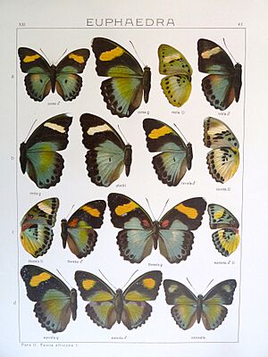 SeitzFaunaAfricanaXIIITaf43