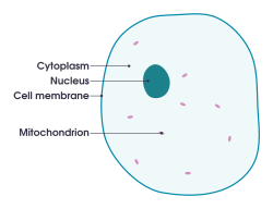 Simple diagram of animal cell (en)