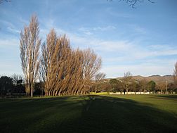 Somerfield Park