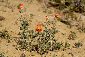 Sphaeralcea coccinea - Flickr - aspidoscelis.jpg