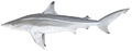 Spinner shark (Duane Raver)
