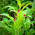 Streptopus lanceolatus blooms