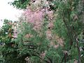 Tamarix ramosissima a2