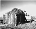 Taos County, New Mexico. Pitching hay to roof of outbuilding, Arroyo Seco. - NARA - 521826