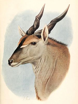 Taurotragus oryx pattersonianus 1907