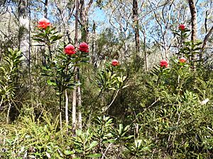 Telopea aspera (habit)