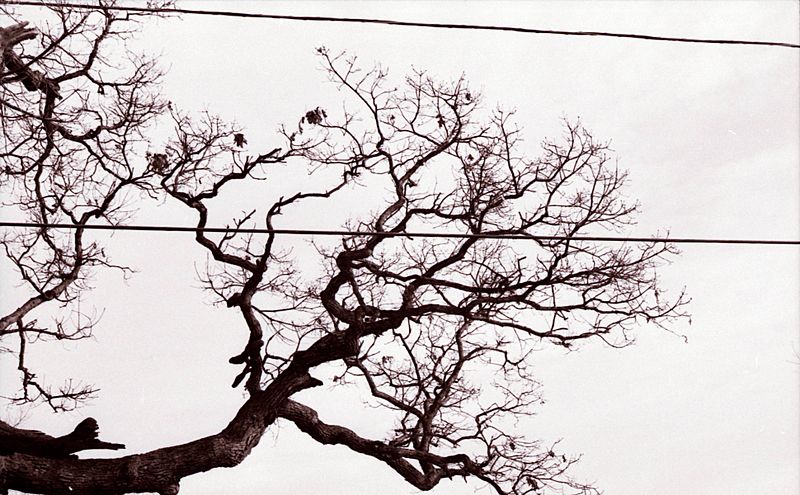 The MightyPowWowOakOnClarkRoadInBelvidereJanuary1974PhotoByGeorgeKoumantzelis2