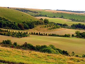 The South Western Slopes of Walbury Hill - geograph.org.uk - 62332