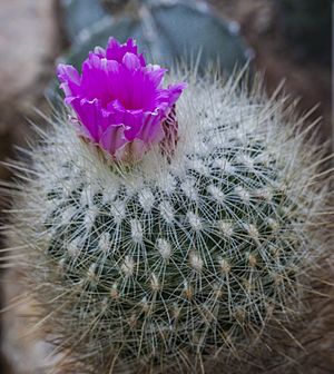Thelocactus macdowellii, Jardín Botánico de Múnich, Alemania, 2013-05-04, DD 02.jpg