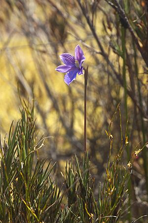 Thelymitra cyanea LC0261