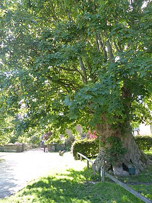 Tolpuddle Martyrs' Tree, August 2020