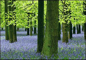 Trees and Bluebells, Dockey Wood, Ashridge - geograph.org.uk - 1516118