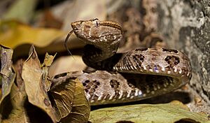 Trimeresurus mucrosquamatus Taiwan.jpg