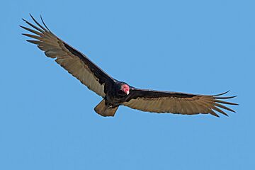 Turkey vulture (Cathartes aura) in flight