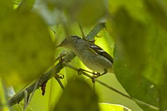 Two-barred Warbler.jpg