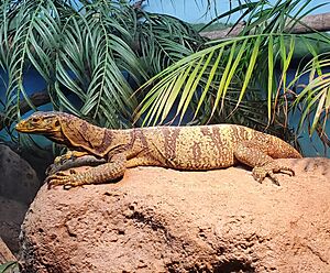 Varanus olivaceus (Bhutaan).jpg