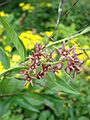Vincetoxicum rossicum1UME