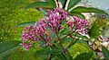 Wasserdost, Wasserhanf, Kunigundenkraut Blüte, lat- Eupatorium Purpureum
