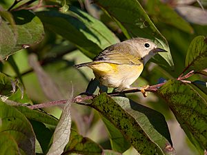 Nashville warbler Facts for Kids