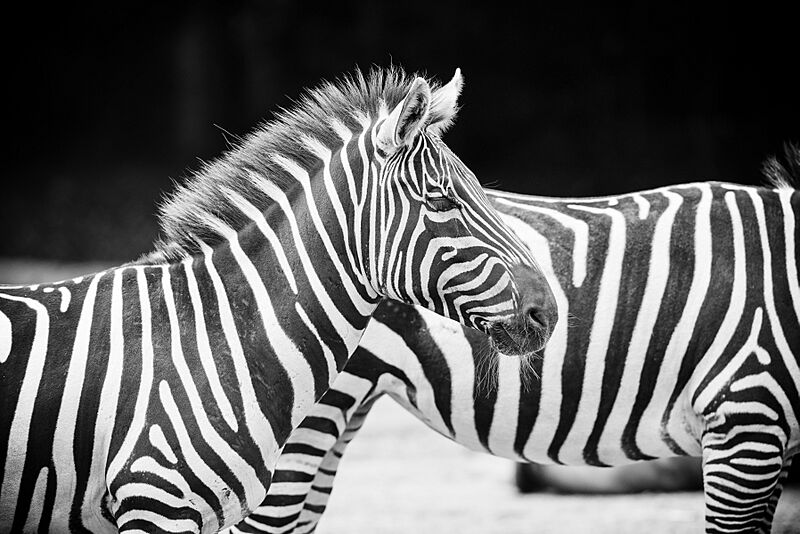 Zebras Blending Together (22385647962)