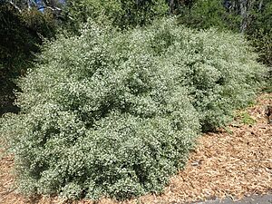 Zieria adenodonta habit 2