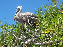 (Pelecanus occidentalis) Tortuga Bay on the Island of Santa Cruz, Galápagos