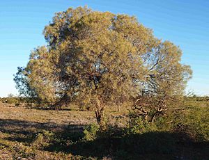 Acacia sessiliceps tree.jpg