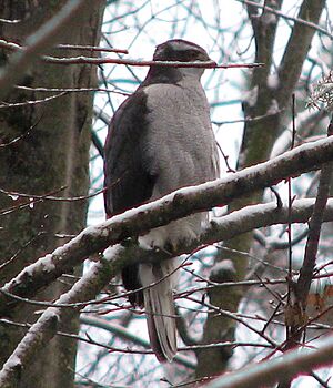 Accipiter atricapillus, Woodlawn, Ontario