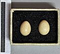 Acrocephalus melanopogon MWNH 1689