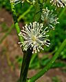 Actaea racemosa 003
