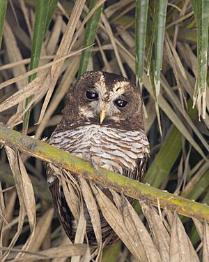 African wood owl Facts for Kids