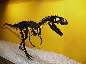 Al·losaure (Allosaurus fragilis), Museu de Ciències Naturals de València