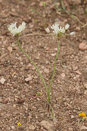 Allium haematochiton 8044.JPG