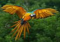 Amazon macaw