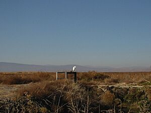 Ardea alba 8194t