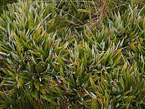 Astelia alpina - Pineapple Grass