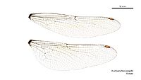 Austroaeschna eungella female wings (35053147815)