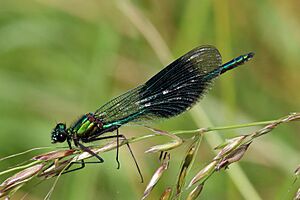 Banded demoiselle damselfly (Calopteryx splendens) male adult bluish green