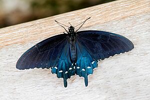 Battus philenor - dorsal