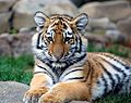 Big Tiger Cub