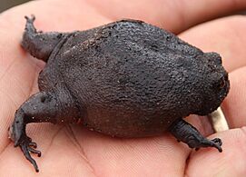 Black Rain Frog imported from iNaturalist photo 15409538