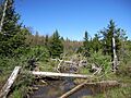 Blister Run Swamp (5758346107)