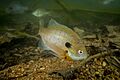 Bluegill