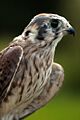 Bluekestrel1a